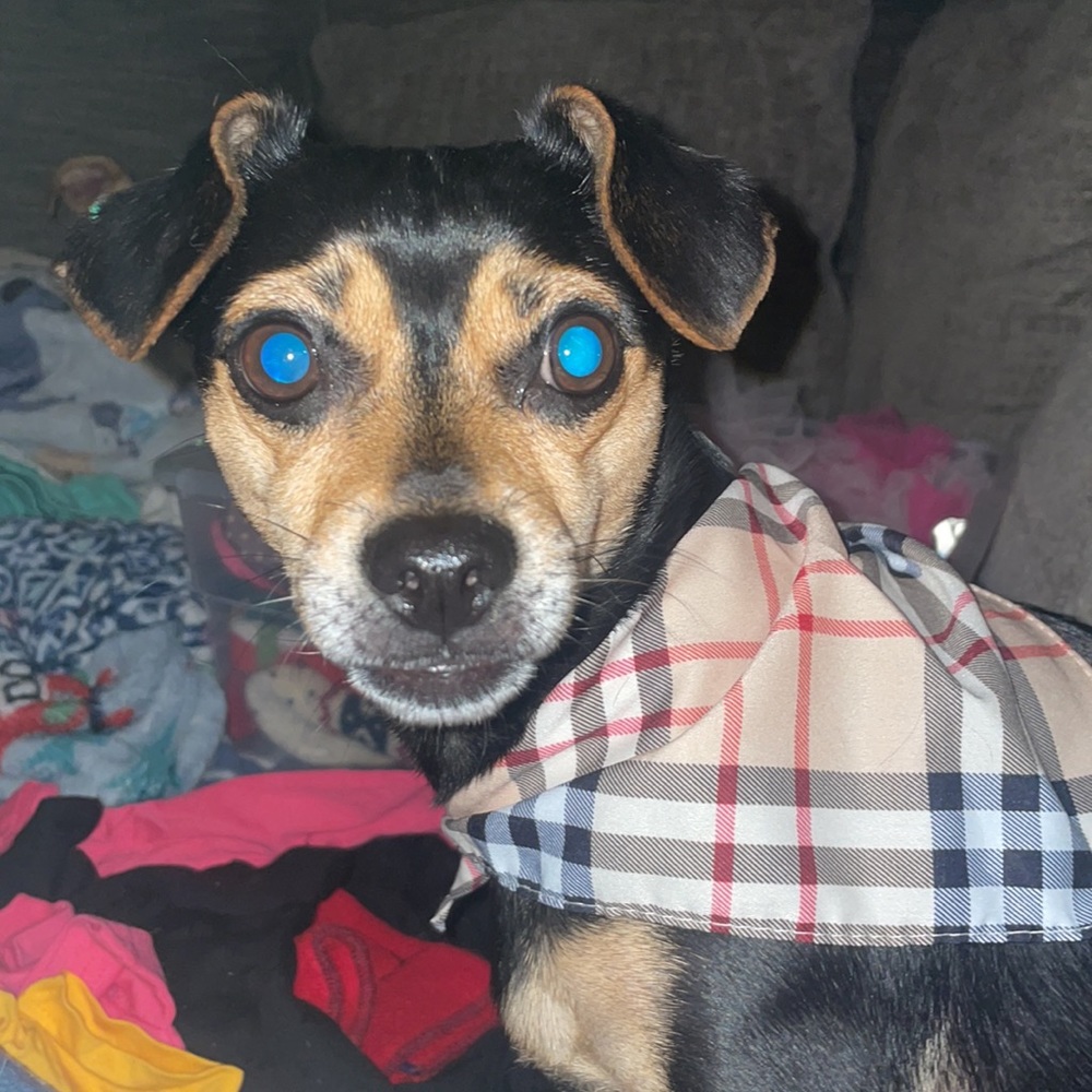 Dog scarf
